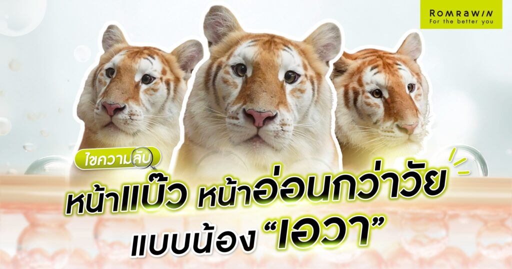 เสือน้อยเอวา หน้าแบ๊ว หน้าเด็ก แบบเสือน้อยเอวา